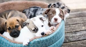 pups.jpg